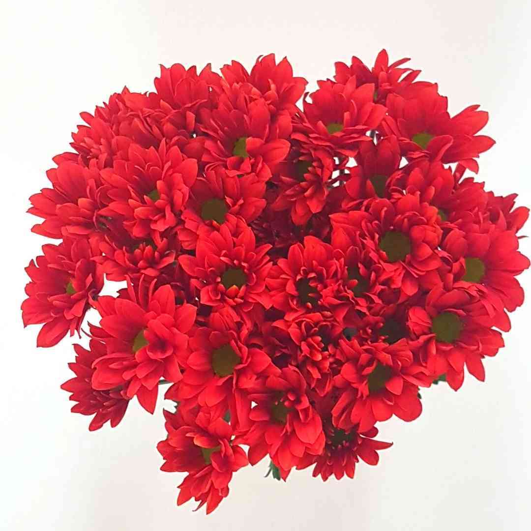 un ramo de flores rojas sobre un fondo blanco