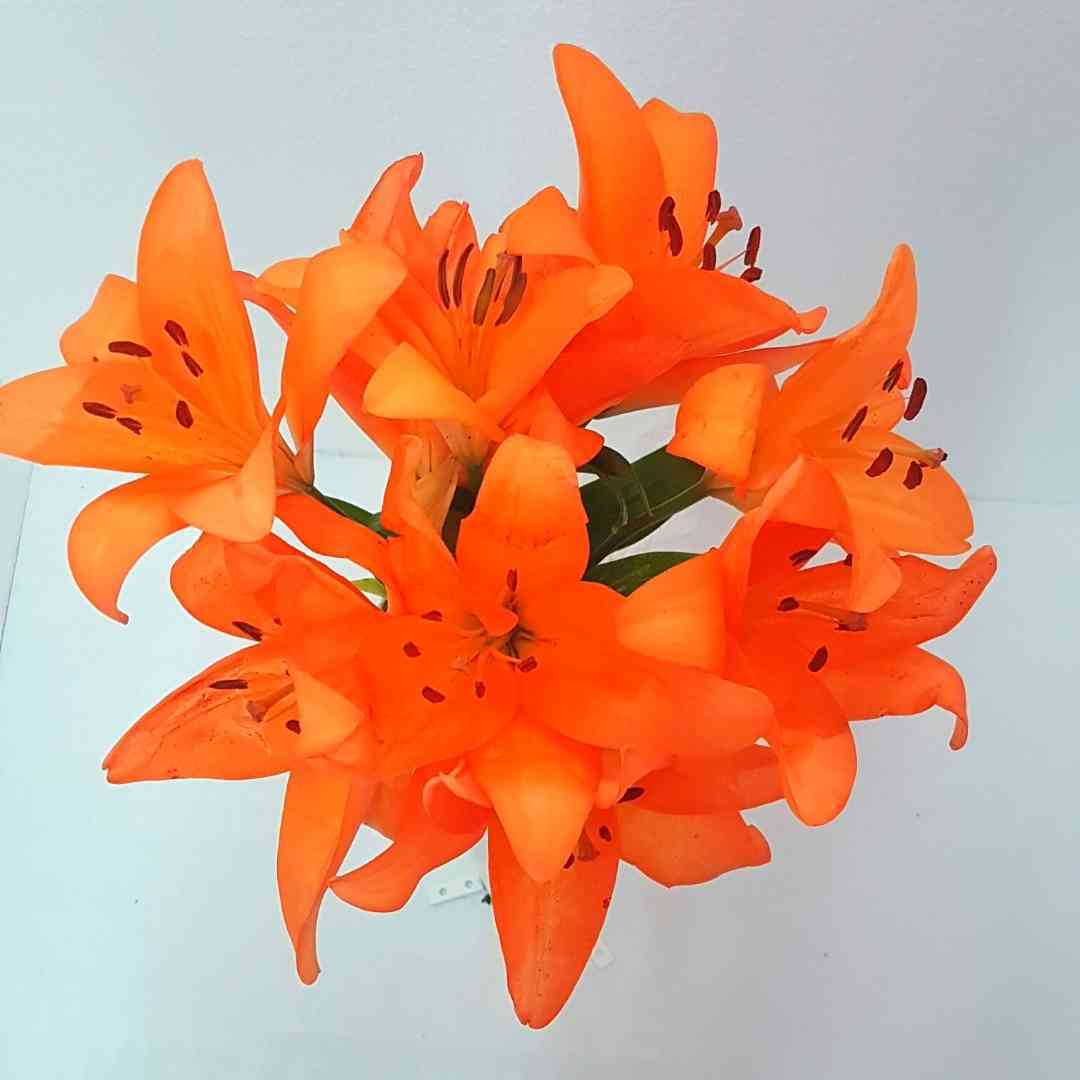 un ramo de flores de color naranja sobre una superficie blanca