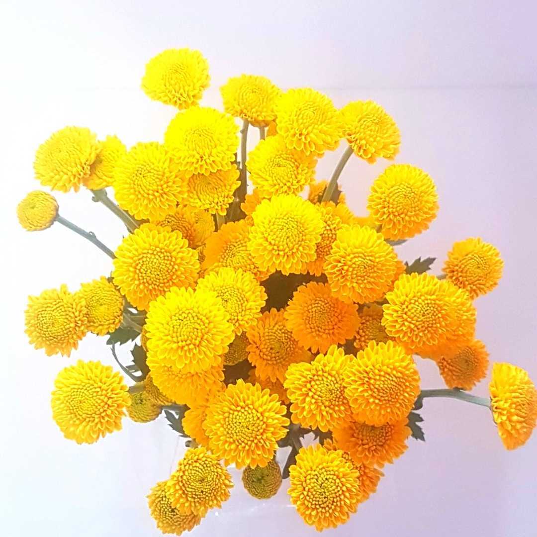 un ramo de flores amarillas sobre un fondo blanco