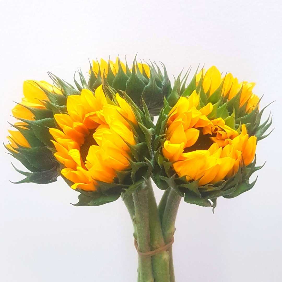 un montón de girasoles amarillos con hojas verdes sobre un fondo blanco