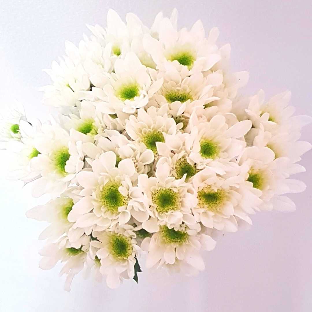 un ramo de margaritas blancas con centros verdes