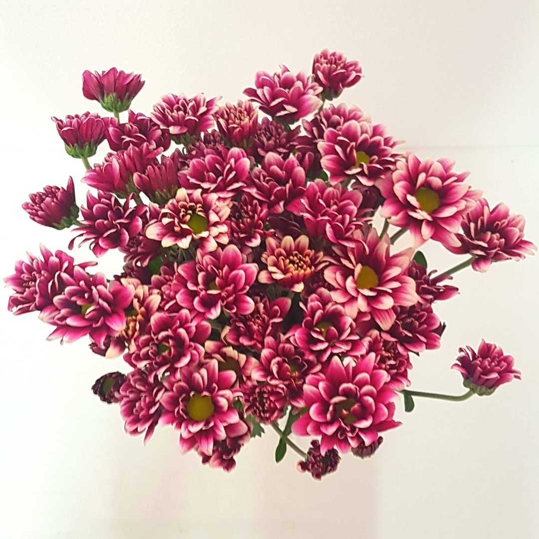 un ramo de flores rosas sobre un fondo blanco