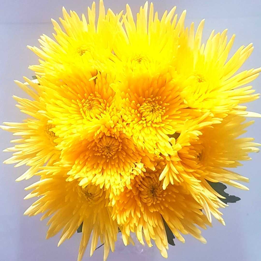 un ramo de hermosas flores amarillas sobre un fondo blanco