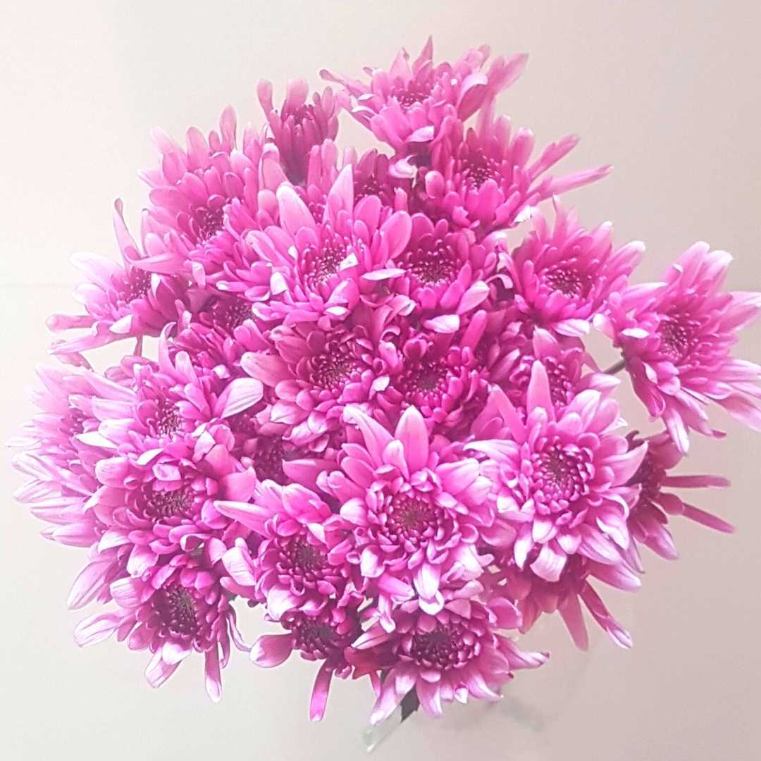 un ramo de flores rosadas sobre un fondo blanco