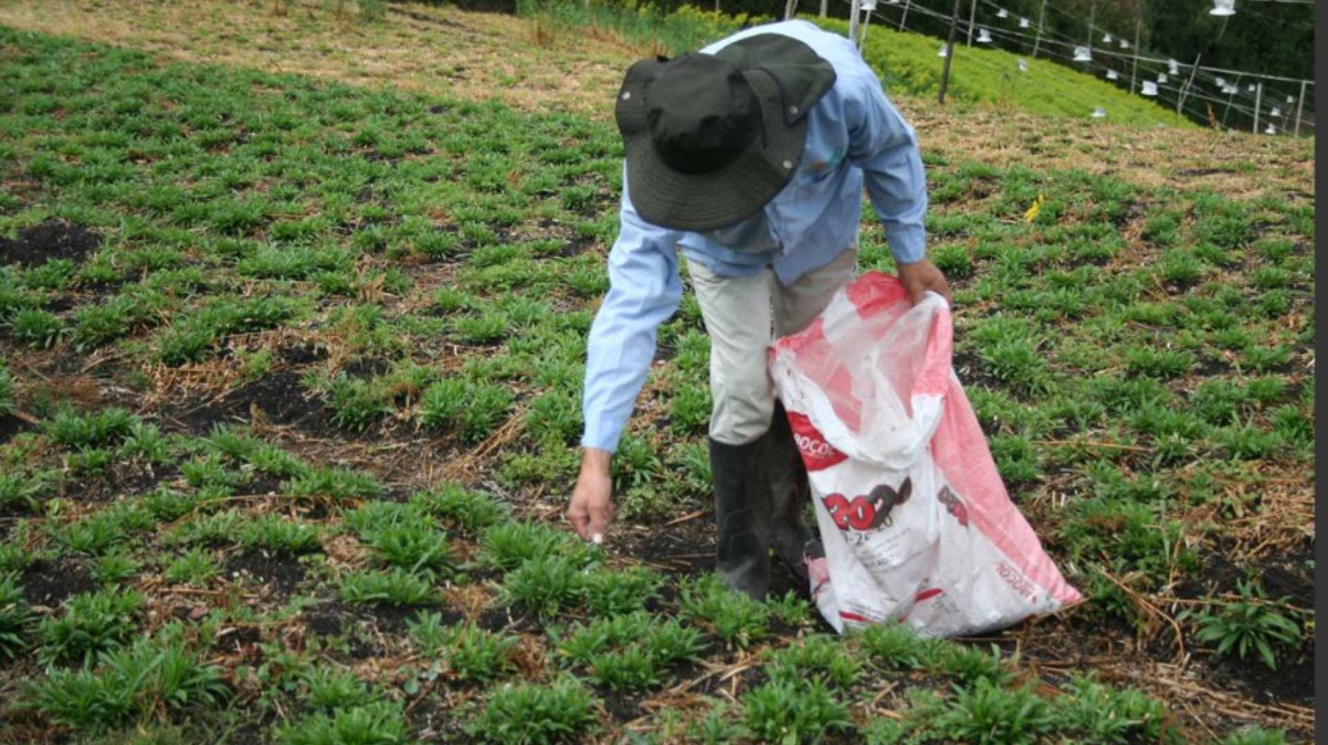 un hombre está recogiendo plantas en un campo mientras sostiene una bolsa.