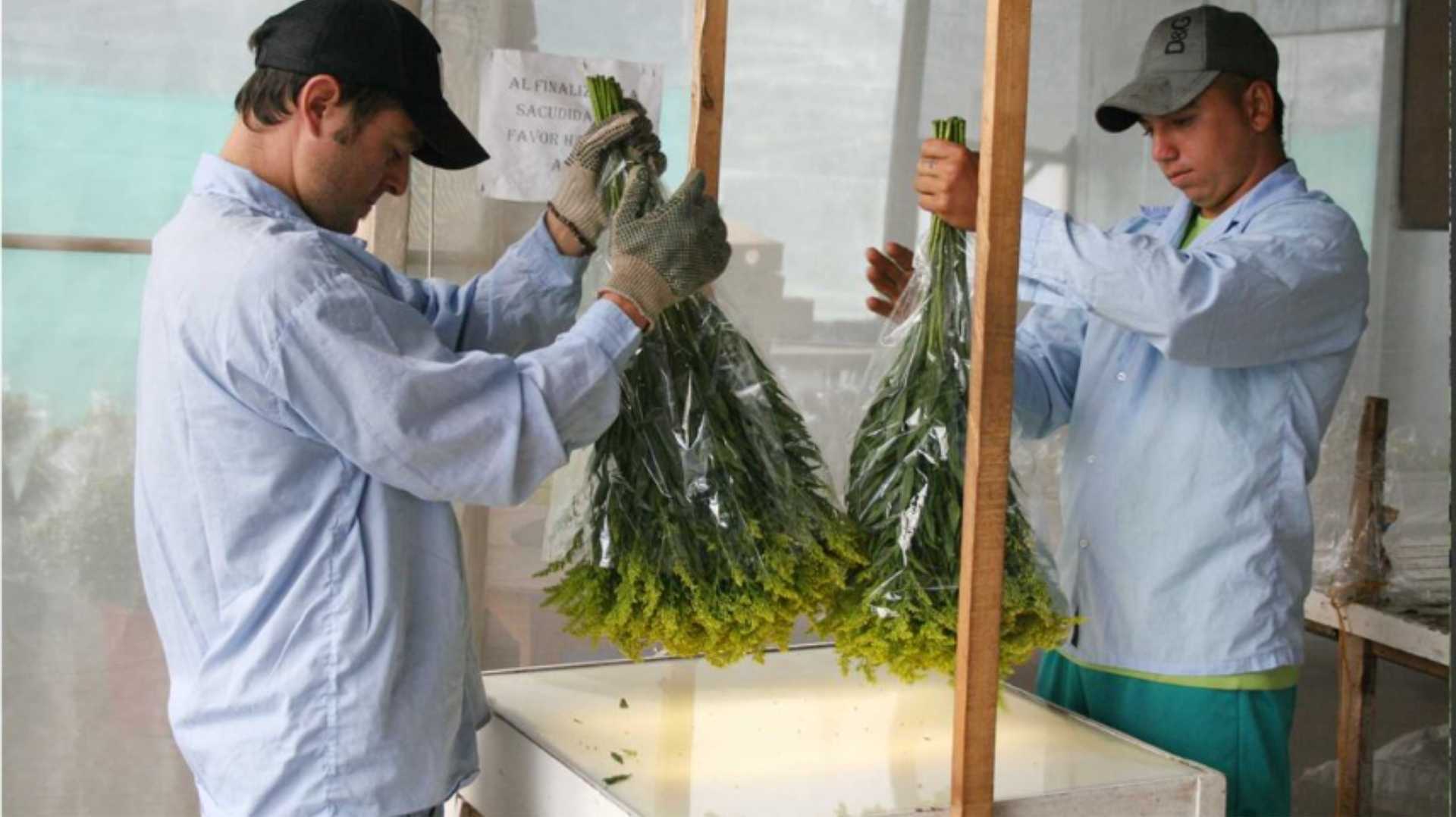 dos hombres están trabajando en un invernadero sosteniendo ramos de flores