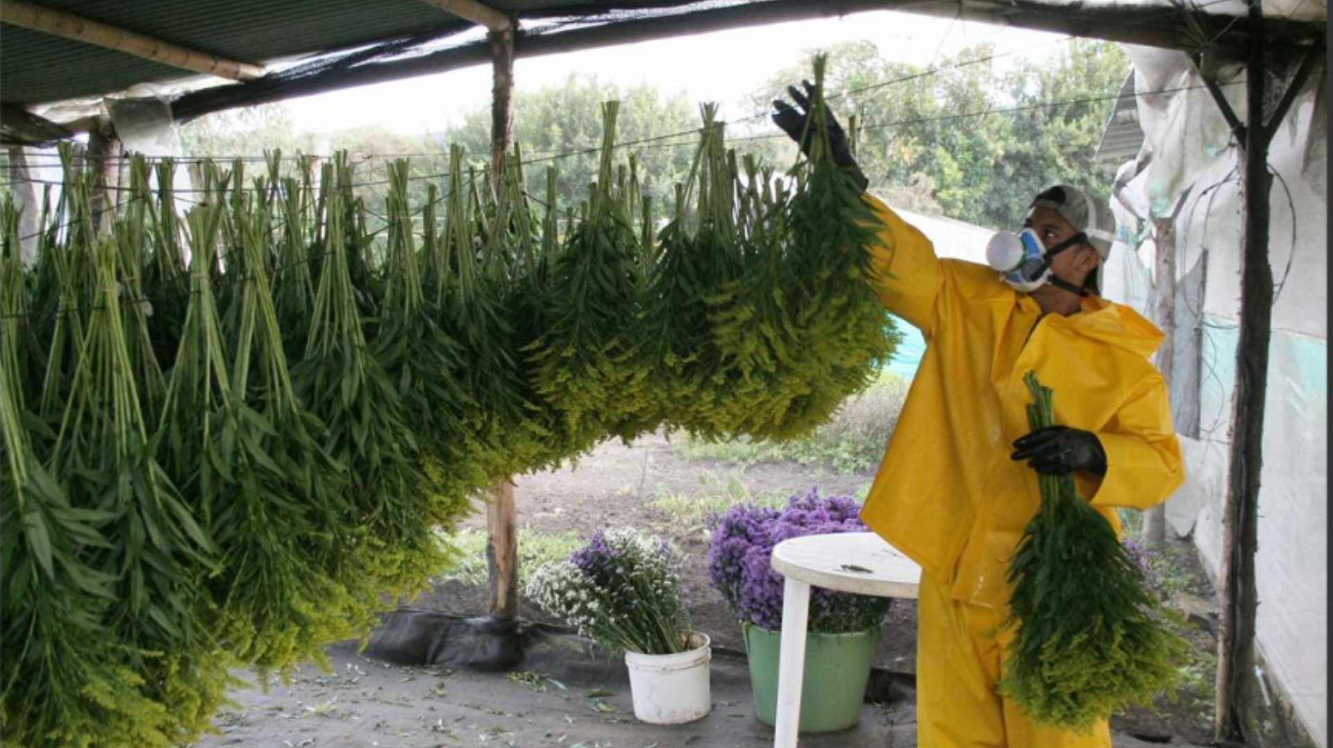 un hombre con traje amarillo sostiene un montón de plantas