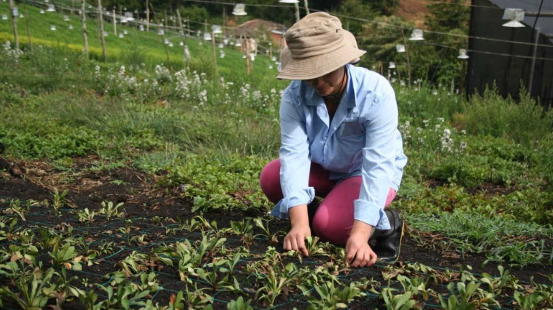 una mujer con sombrero está arrodillada en un campo de plantas.