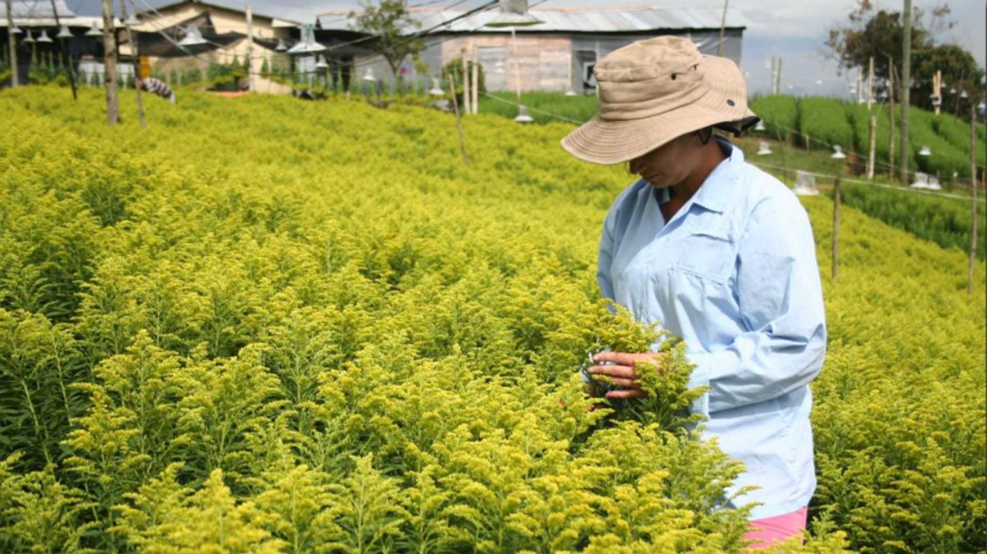 una mujer con sombrero está parada en un campo de plantas amarillas.