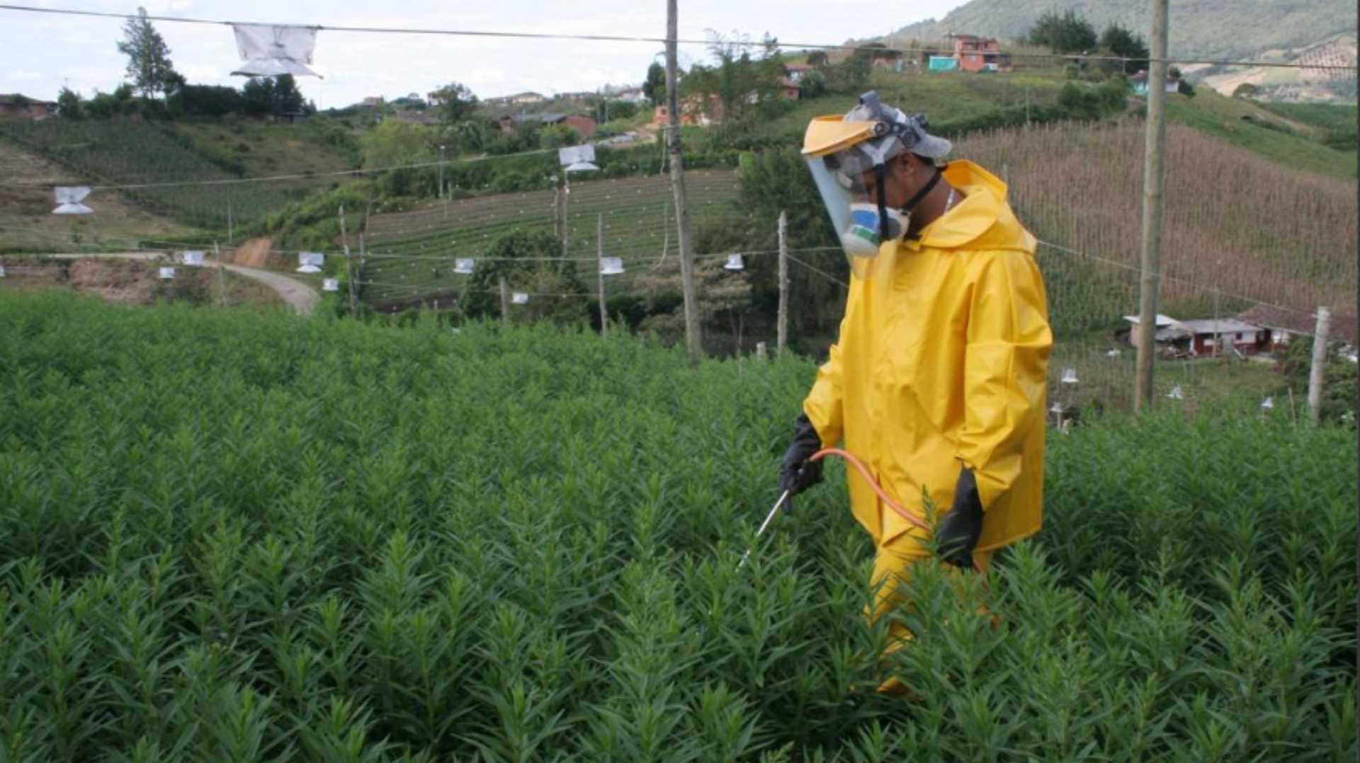 un hombre con traje amarillo está rociando plantas en un campo.