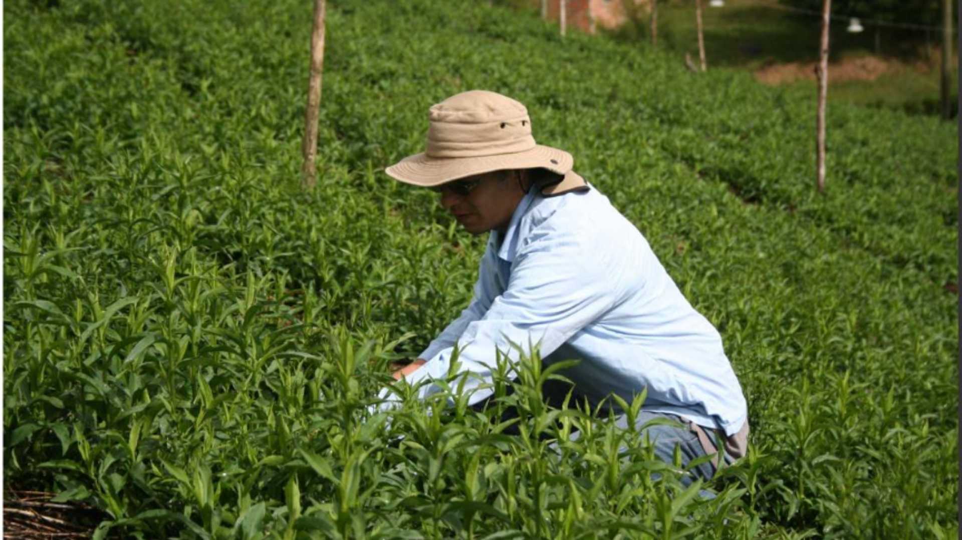 una mujer con sombrero está arrodillada en un campo de plantas verdes.