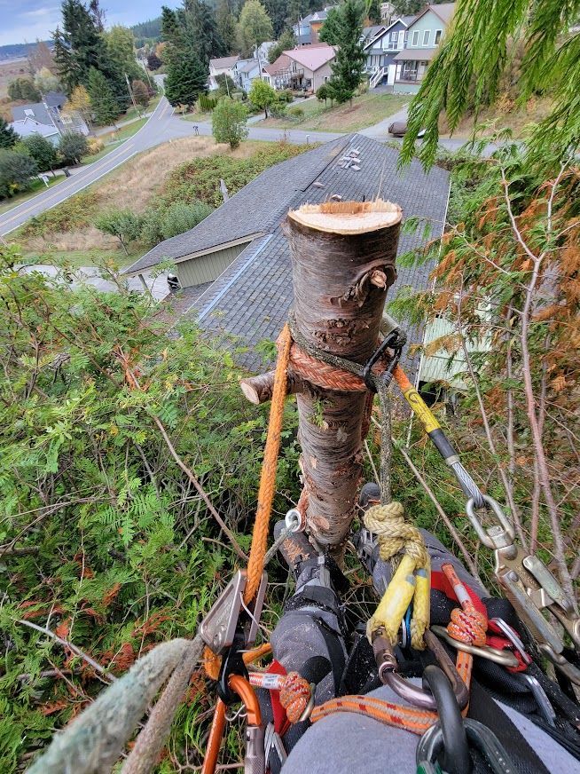 A tree trunk with tools attached, viewed from above. Houses and greenery are in the background.