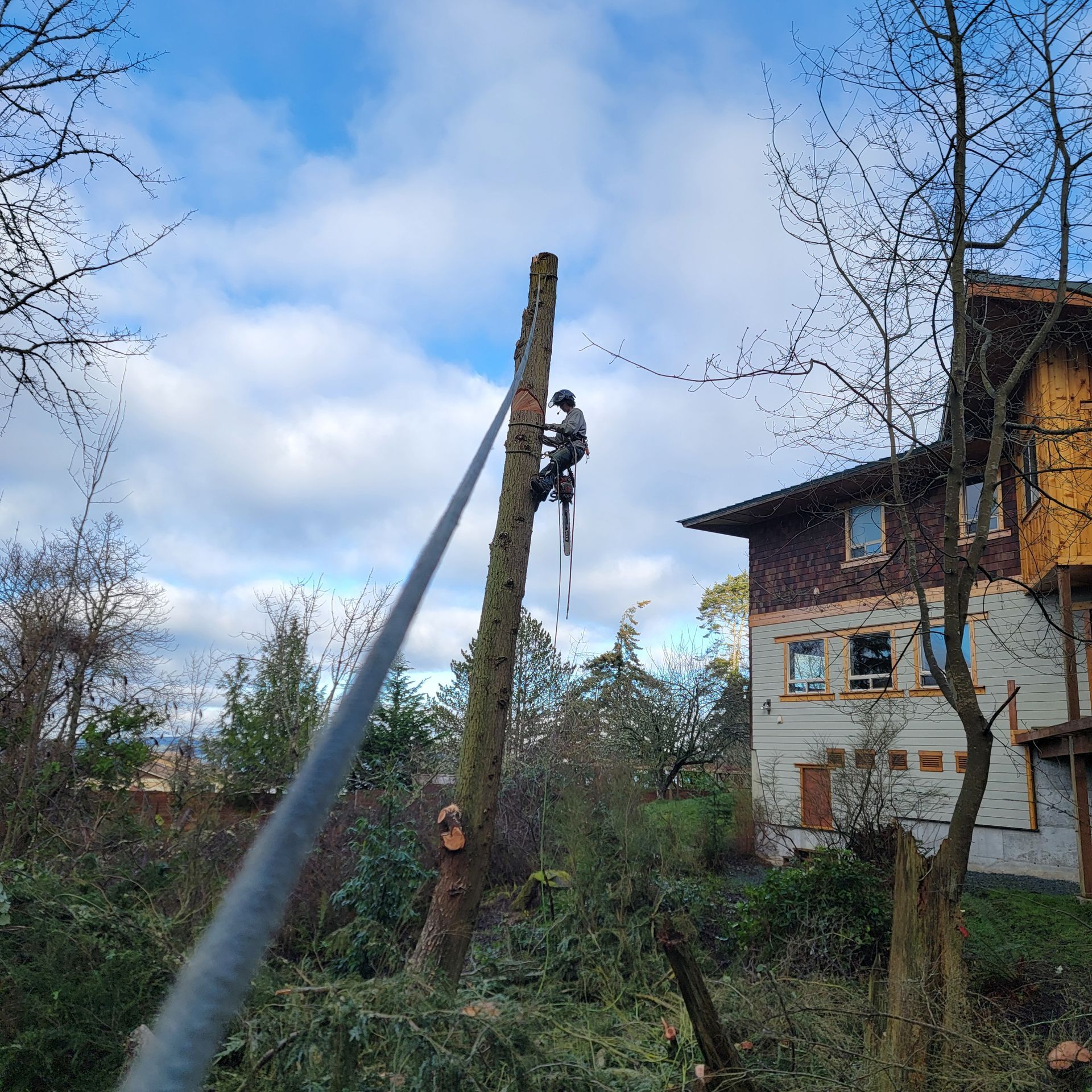 Arborist cutting a tall tree trunk, secured by a rope, near a multi-story house on a cloudy day.