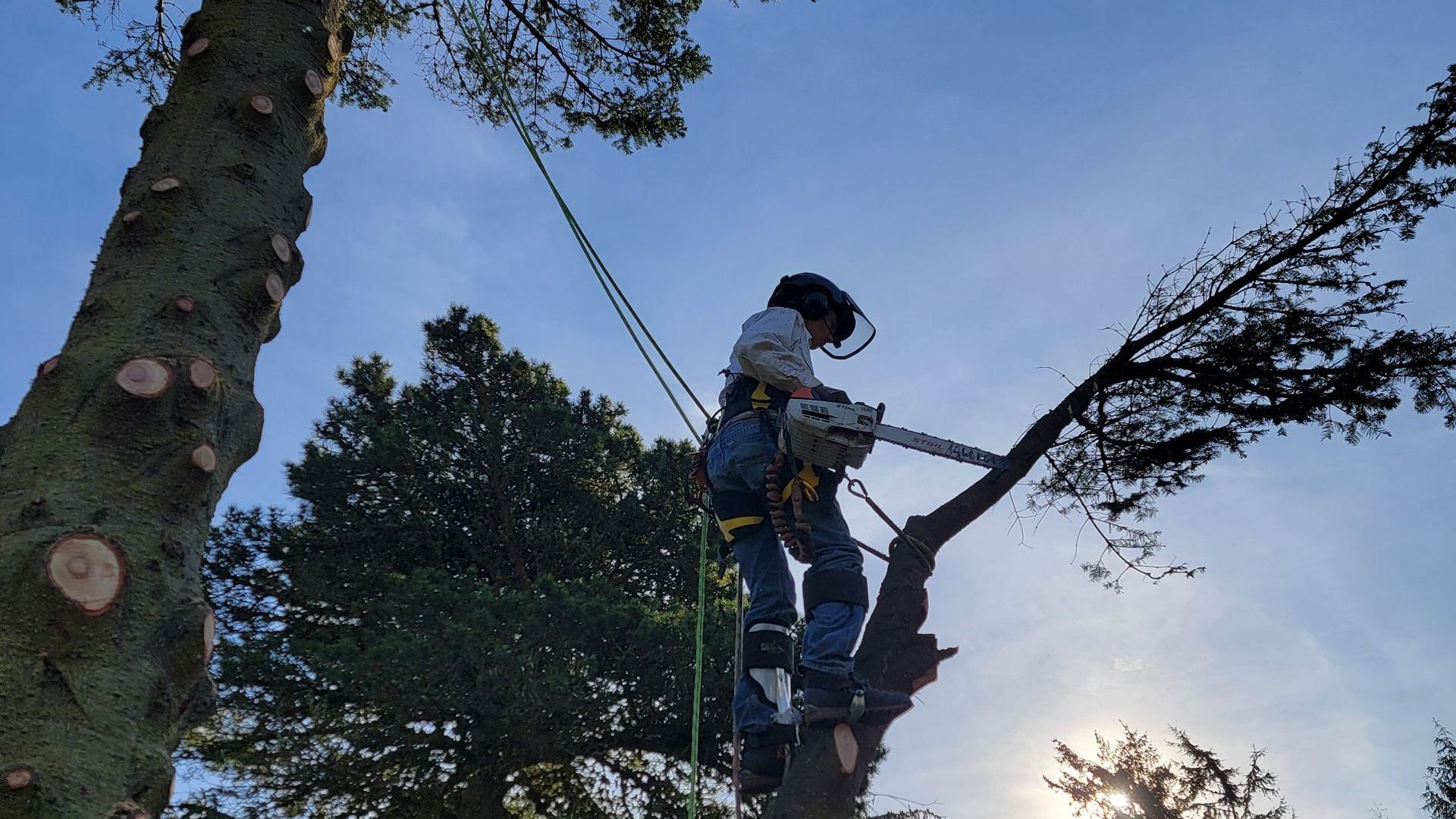 Arborist in a tree, using a chainsaw to cut a branch. Wearing safety gear; sunny day.