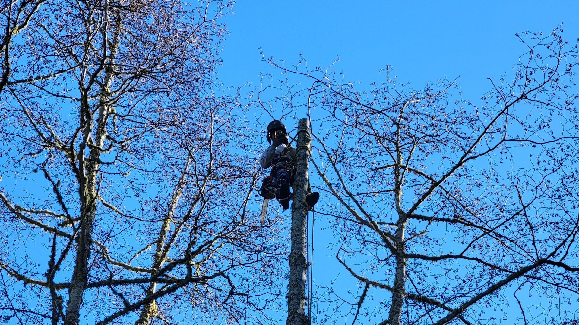 Person in climbing gear trims a tall tree against a blue sky.