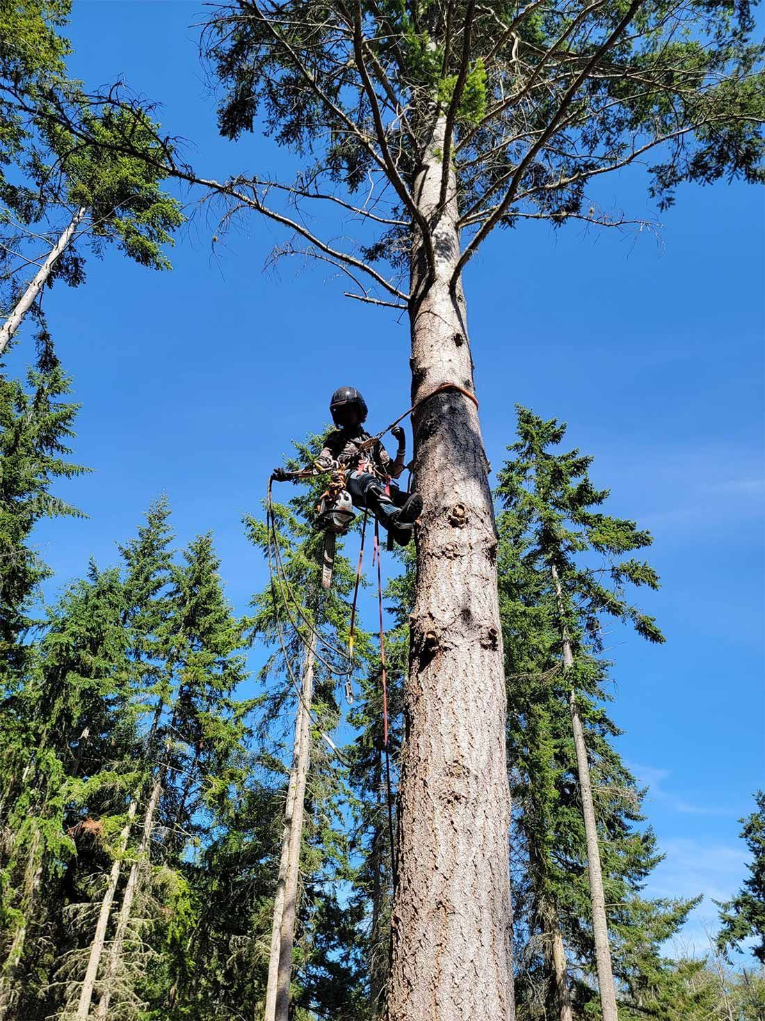 Person in safety gear climbing a tall tree with a blue sky background.