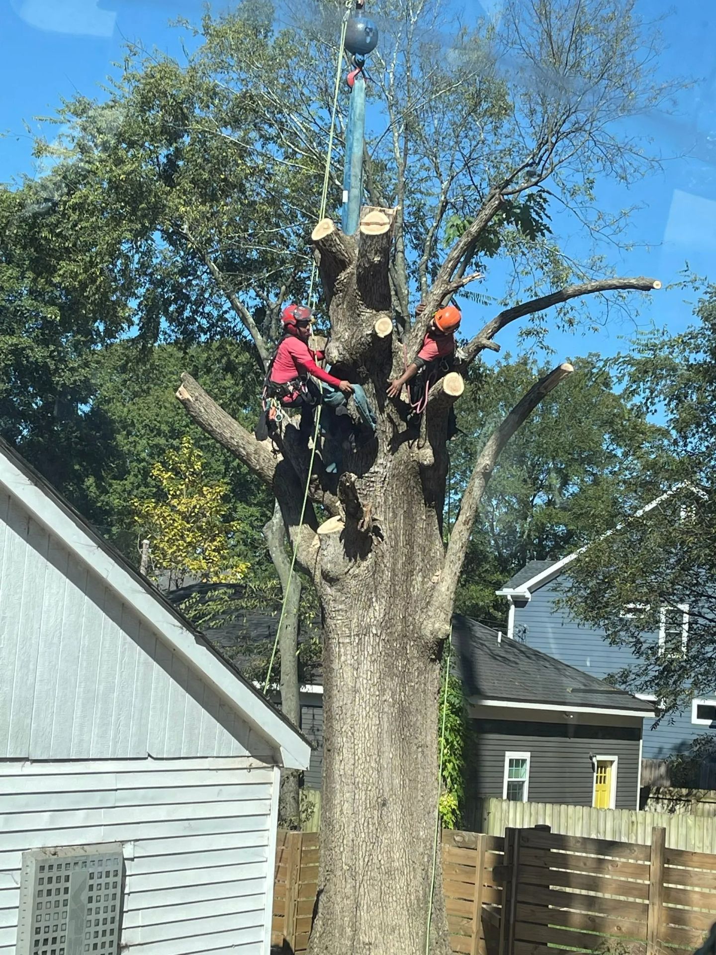 Tree removal: Arborists cutting a tall tree with a crane on a sunny day.