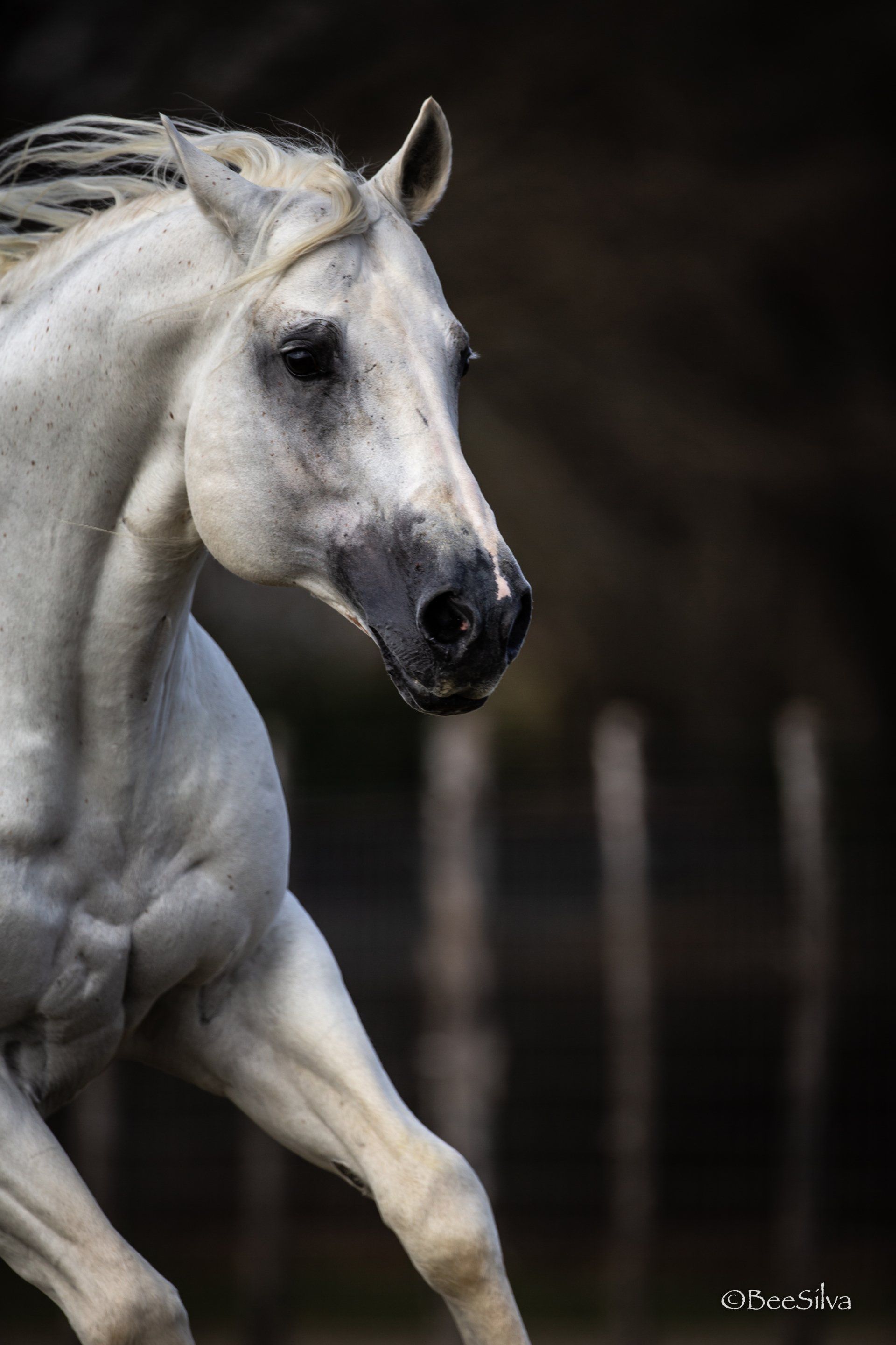 Fiestas Gotta Gun AQHA Stallion