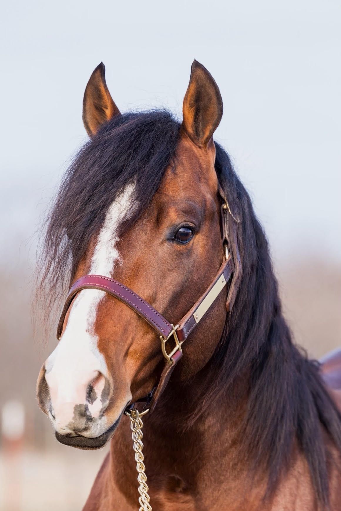 Fiestas Gotta Gun AQHA Stallion