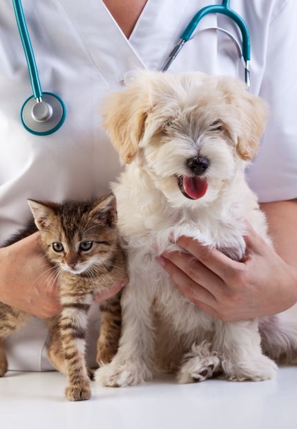 Controllo veterinario per gatto