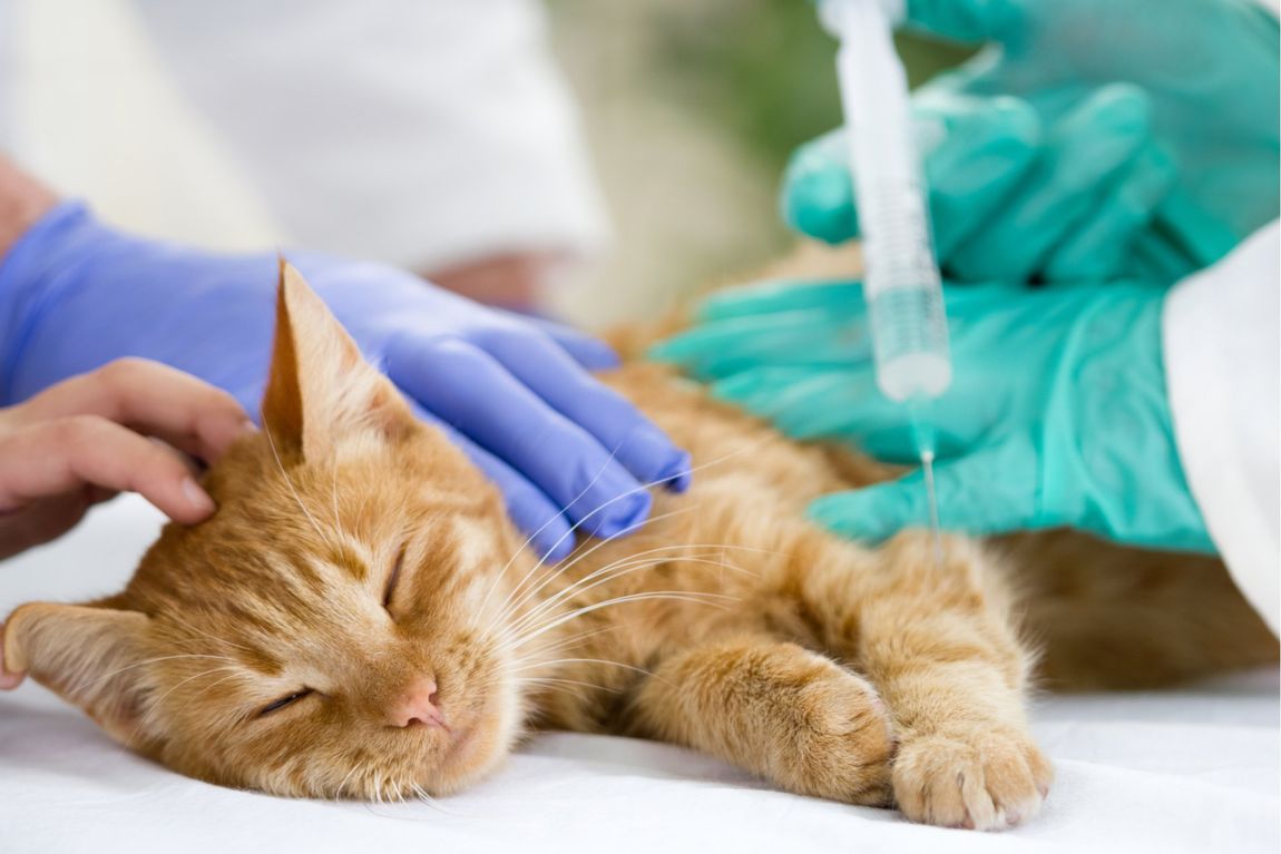 Vaccinazione veterinaria per gatto