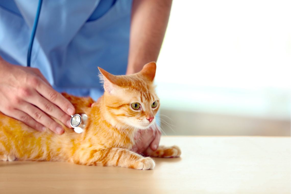 Trattamento veterinario per cucciolo di gatto