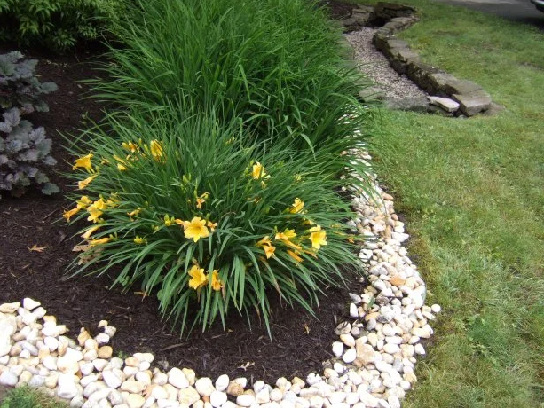 Yellow daylilies with green grass and mulch bed bordered by white stones.