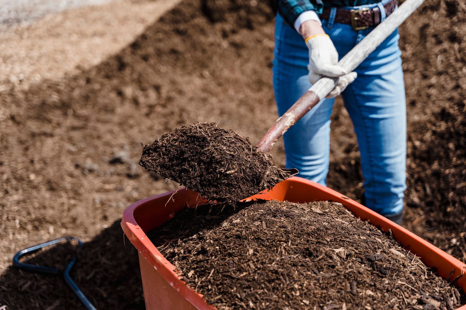 Person shovels mulch into a red wheelbarrow outdoors.