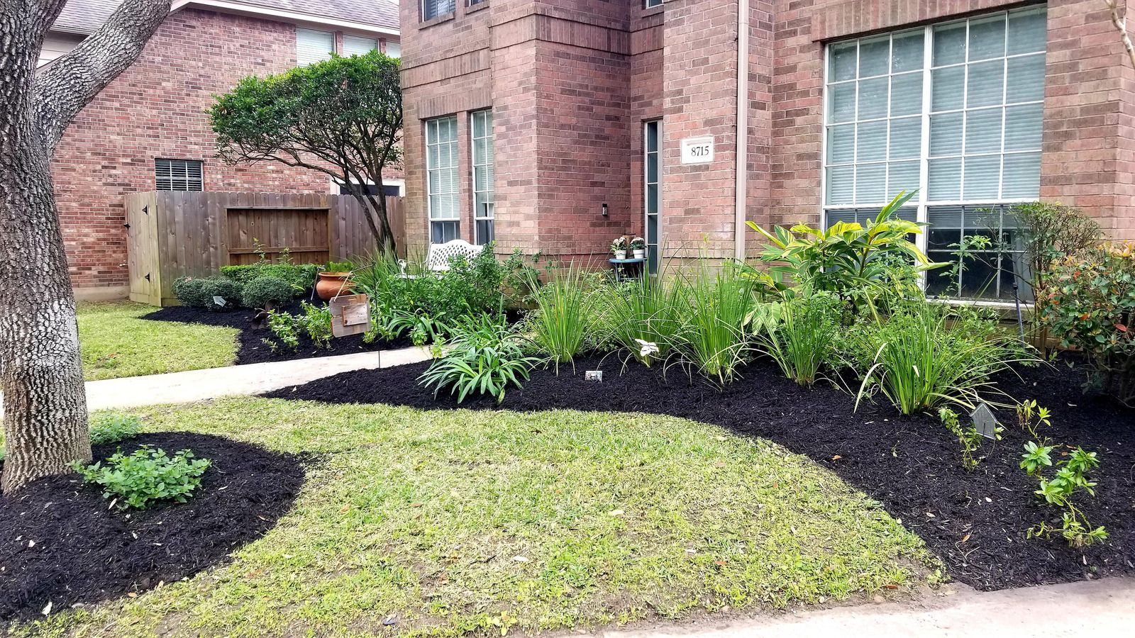 Row of young trees mulched at base, along a grassy slope, next to a brown fence and road.