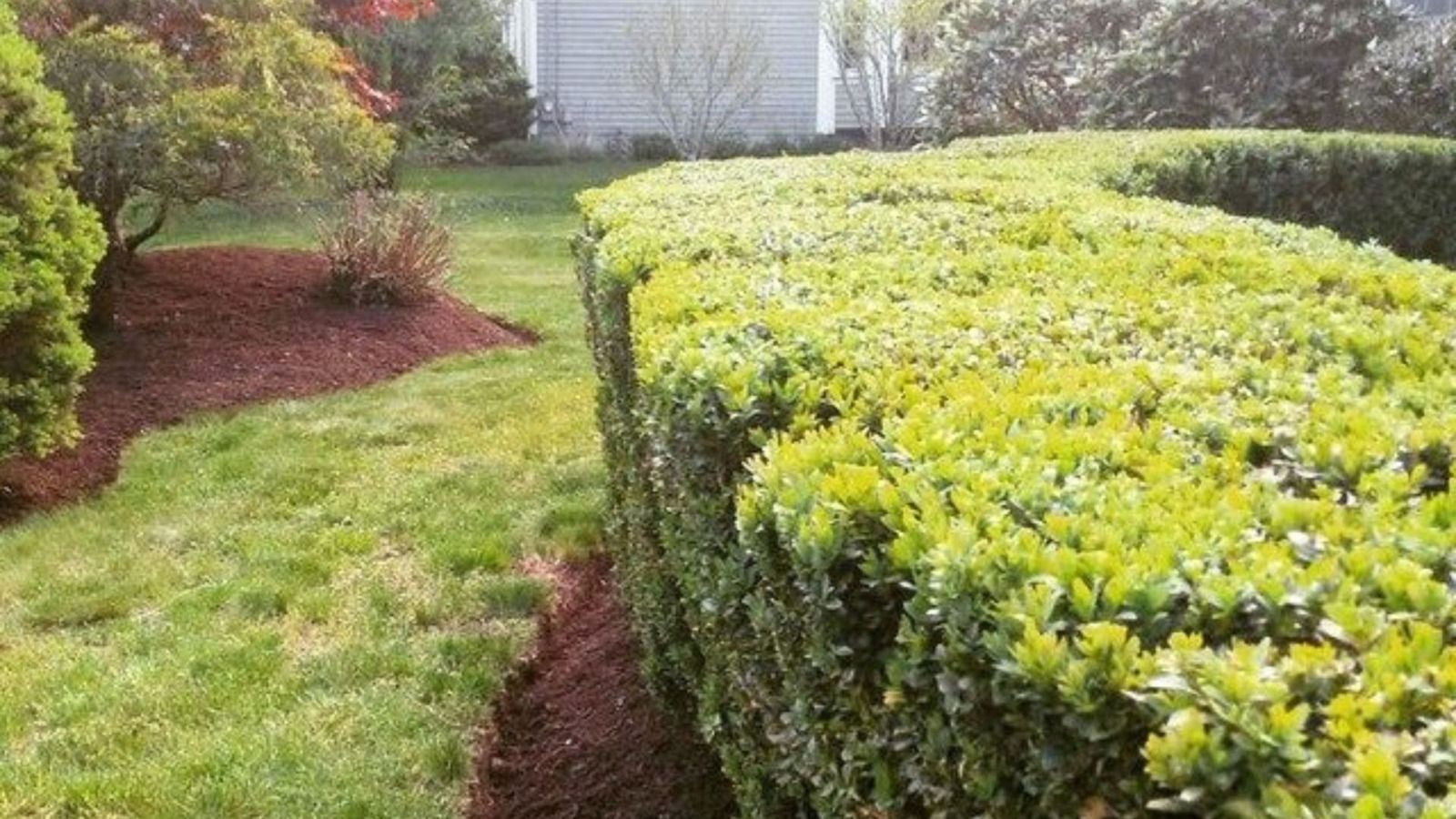 Young tree in a grassy field, protected by a wire cage. Red gloves lie nearby.