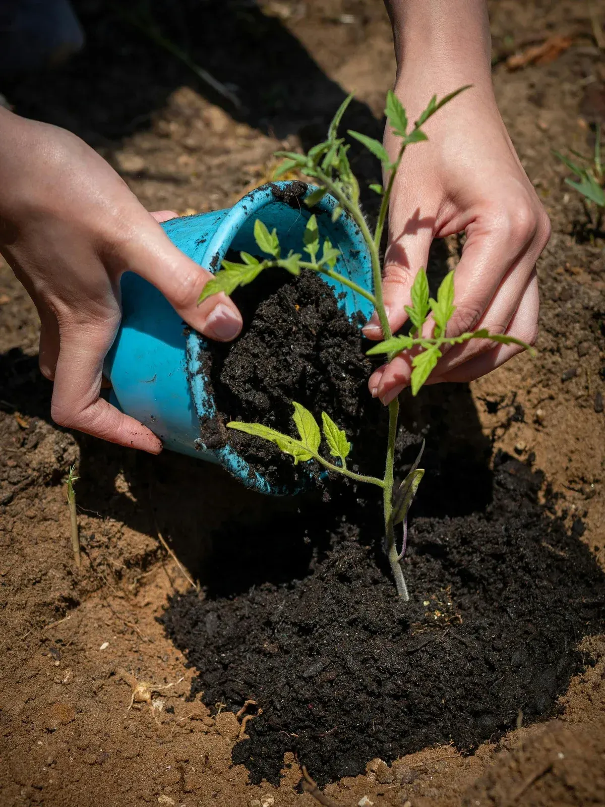 Cross-section of soil showing plant roots, stems, and leaves; dark brown soil, green foliage, purple stems.
