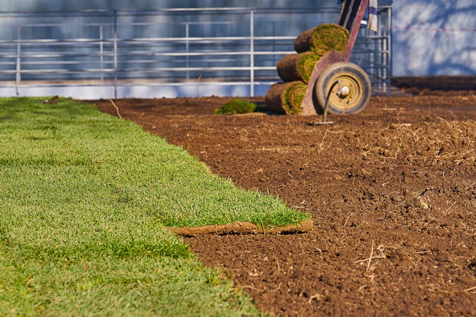 Laying sod; a patch of green grass meets bare brown soil; rolls of sod on a wheelbarrow in background.