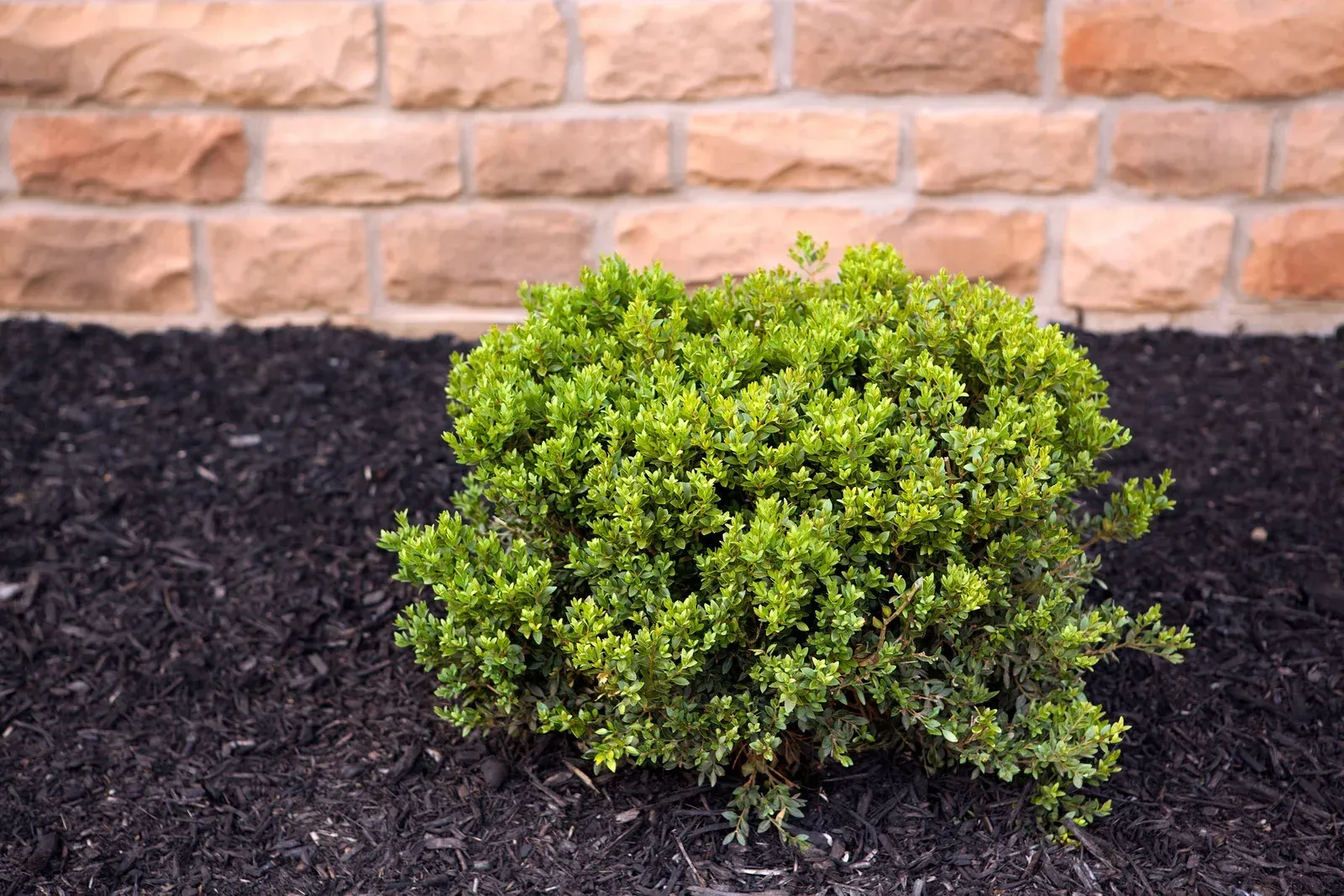 Young plant sprouting from soil with gardening tools and watering can.