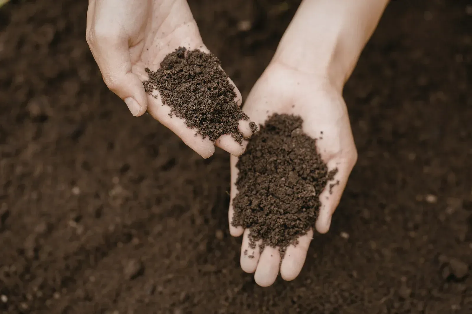 Hand in green glove mulching around a small plant in a garden bed.