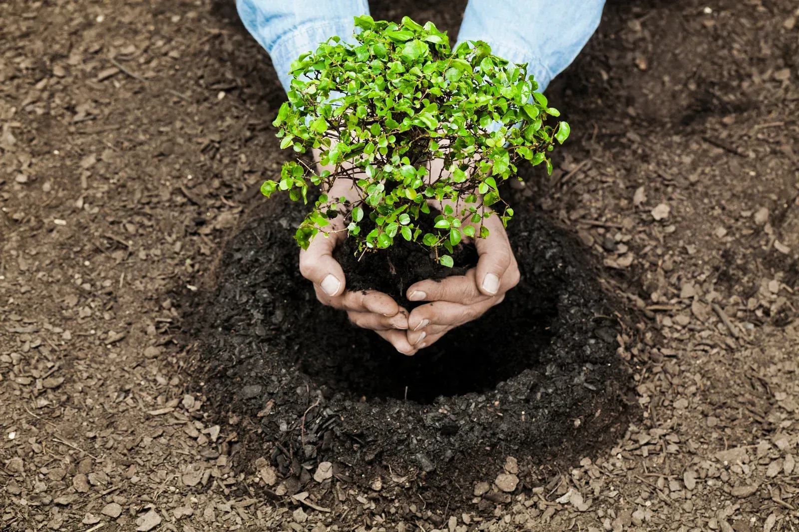 Hands holding a green plant over a hole in the dirt, preparing to plant it.