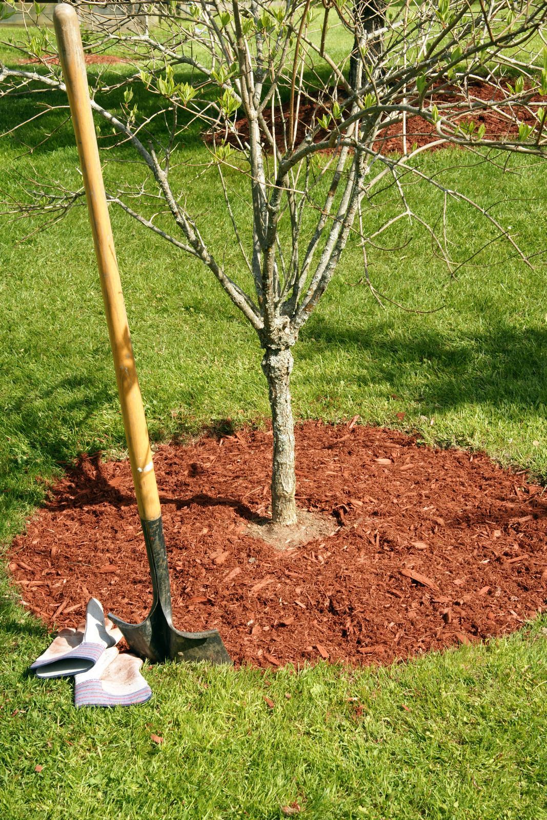 Tree surrounded by reddish-brown mulch; a shovel and gloves are nearby on green grass.