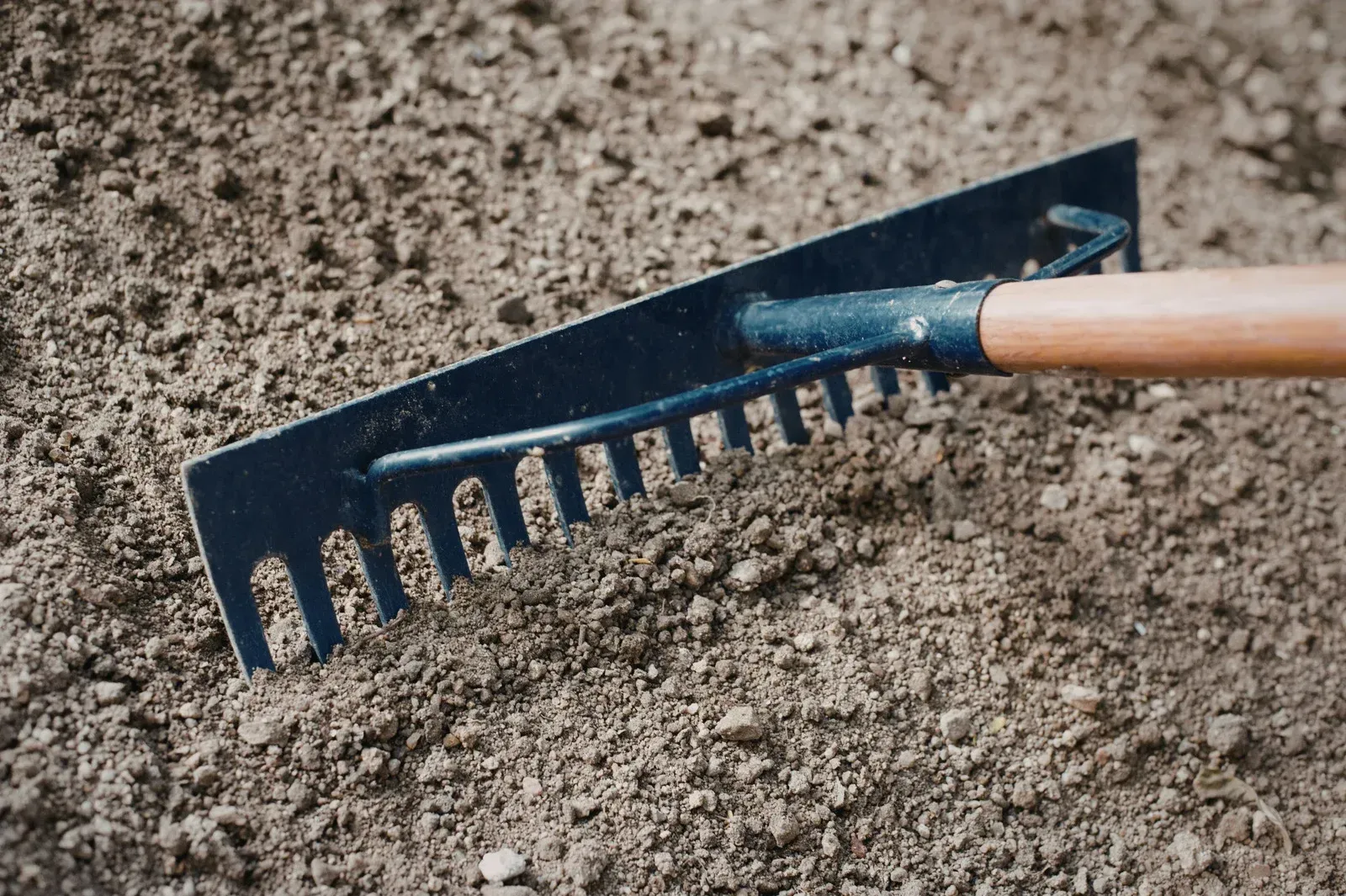 Rake with dark tines resting on loose, brown soil. Wooden handle.