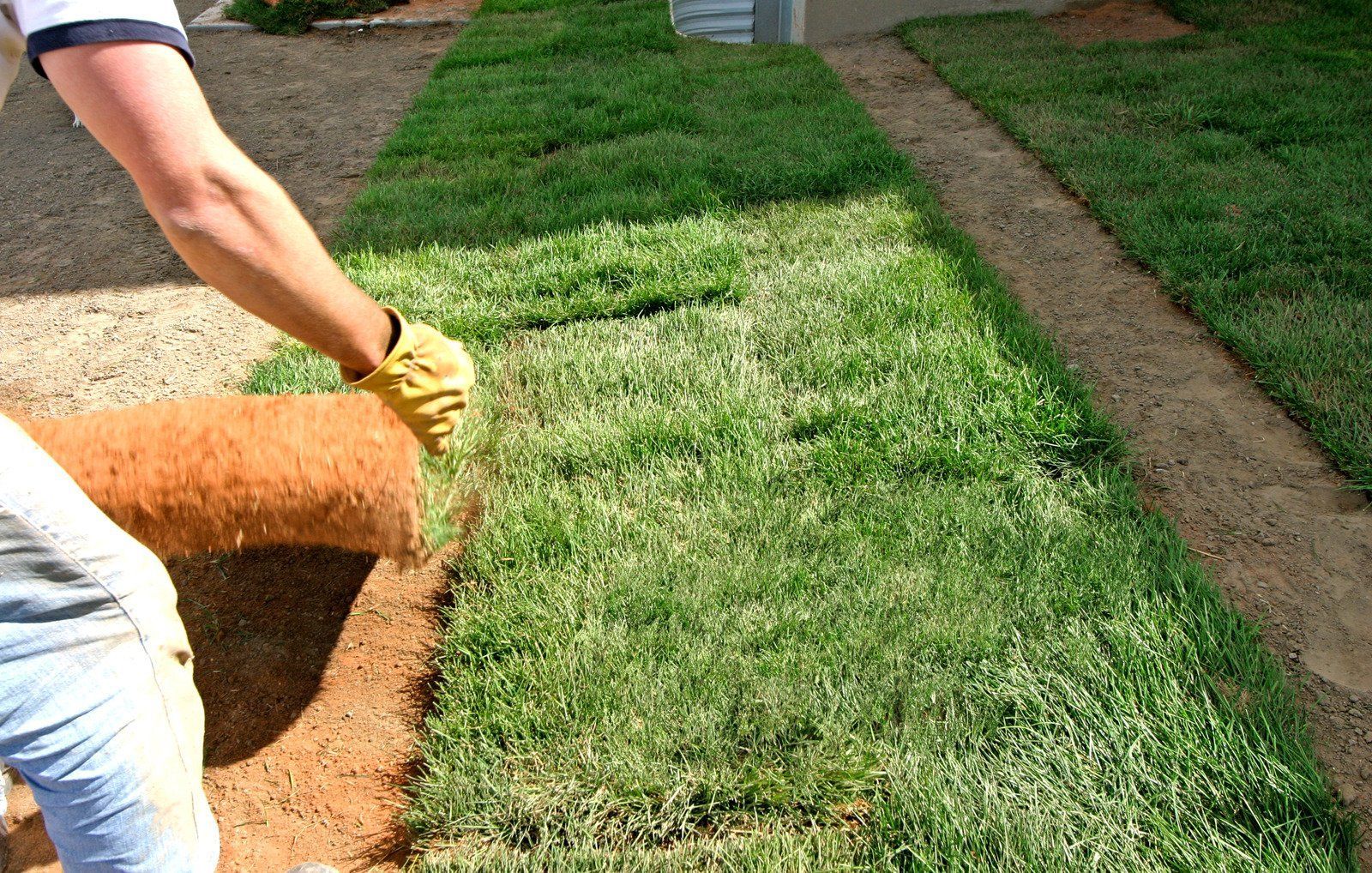 Person rolling out sod, installing new grass in a yard.