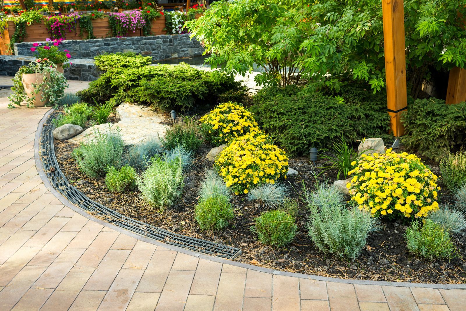 Landscaped garden bed with yellow flowers, shrubs, and mulch bordering a brick walkway.