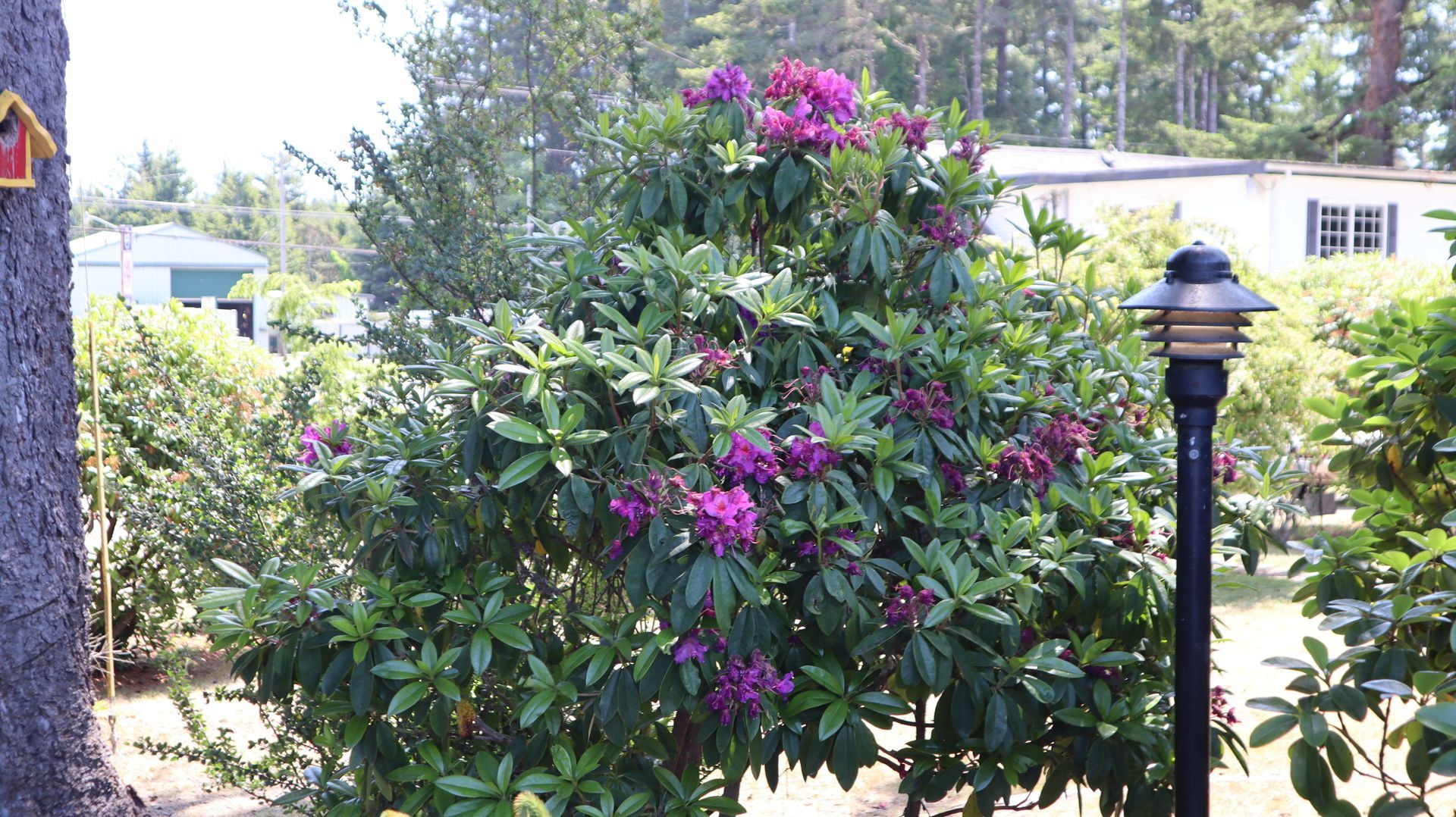 Rhododendron