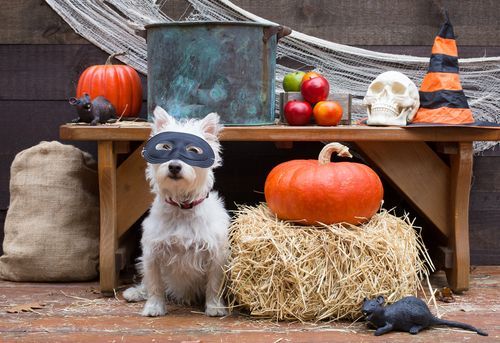 dog next to pumpkin in halloween costime