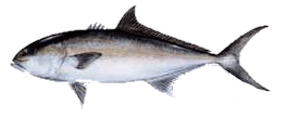 Destin Fishing aboard Charter Boat Relentless - Destin Harbor, Destin Florida