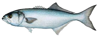 Destin Fishing aboard Charter Boat Relentless - Destin Harbor, Destin Florida