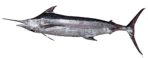 Destin Fishing aboard Charter Boat Relentless - Destin Harbor, Destin Florida