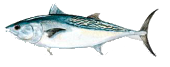 Destin Fishing aboard Charter Boat Relentless - Destin Harbor, Destin Florida
