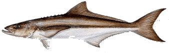 Destin Fishing aboard Charter Boat Relentless - Destin Harbor, Destin Florida