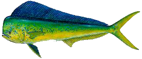 Destin Fishing aboard Charter Boat Relentless - Destin Harbor, Destin Florida