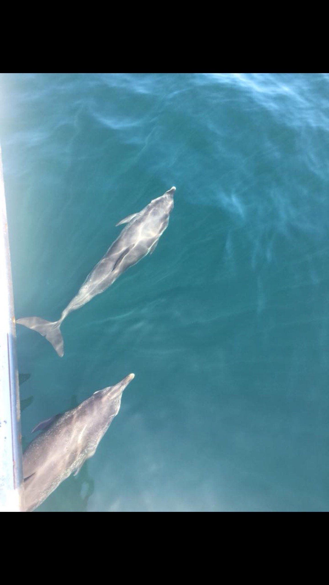 Fishing Destin, FL | Destin Harbor | Charter Boat Relentless | www.charterboatrelentless.com | A Luxury Charter Boat at Everyday Rates | 65' x 20' | Dolphins