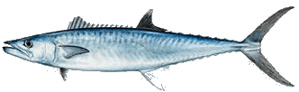 Destin Fishing aboard Charter Boat Relentless - Destin Harbor, Destin Florida