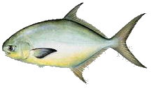 Destin Fishing aboard Charter Boat Relentless - Destin Harbor, Destin Florida